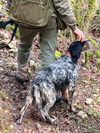 Setter inglese tricolore femmina