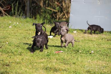Cuccioli Pit Bull con pedigree anche a rate