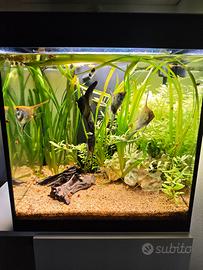 Acquario Askoll Opera80L