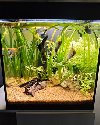 Acquario Askoll Opera80L