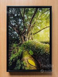 Stampa fotografica fine art ad alta risoluzione