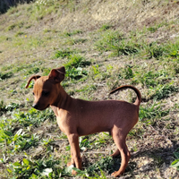 Cuccioli di Pinscher