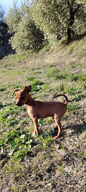 Cuccioli di Pinscher