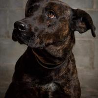 Fiandra, socievole e brava vuole una vita in casa