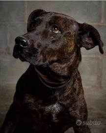 Fiandra, socievole e brava vuole una vita in casa