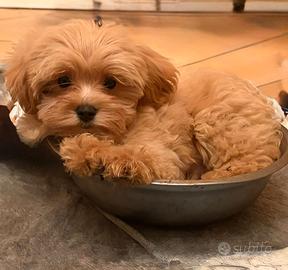 maltipoo maschietto strepitoso 