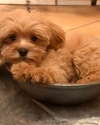 maltipoo maschietto strepitoso 