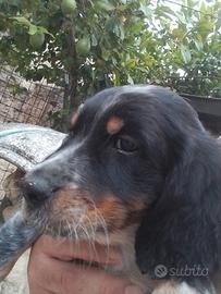 Cuccioli setter inglese