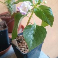 Piante Grasse,Tropicali 