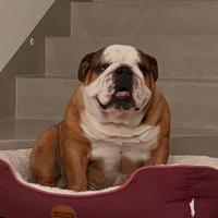 Bulldog inglese per accoppiamento