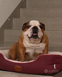 Bulldog inglese per accoppiamento