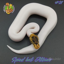 Pitone reale - Spied het Albino (#21)