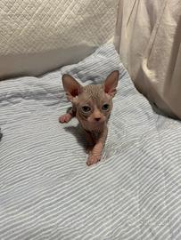 Cuccioli Sphynx