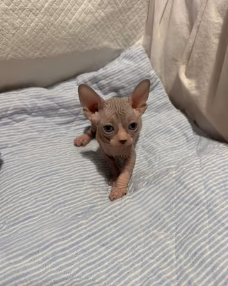 Cuccioli Sphynx