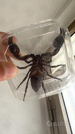 Scorpione