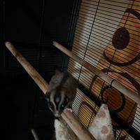 Petauro dello zucchero