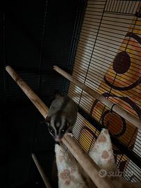 Petauro dello zucchero