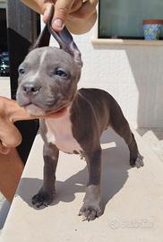 American pitbull terrier