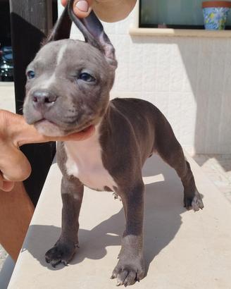 American pitbull terrier