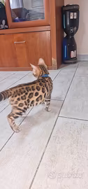 Gatto bengala