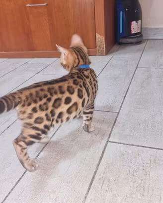 Gatto bengala