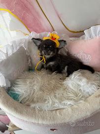 Chihuahua mini pelo lungo