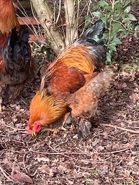 Galli Brahma aprile 2025