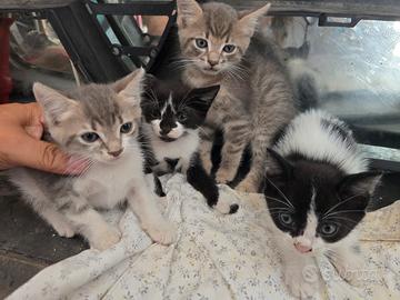 Piccoli gattini