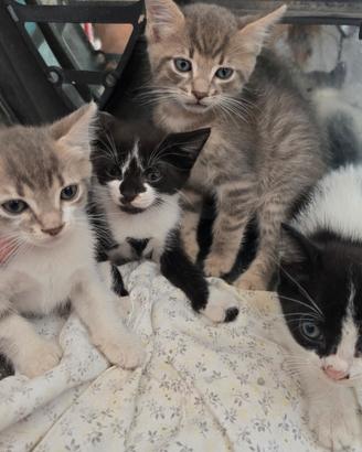 Piccoli gattini