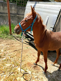 Cavalla da salto ecc