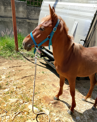 Cavalla da salto ecc