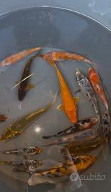 Carpe koi