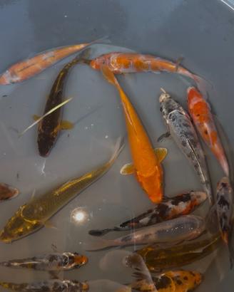 Carpe koi
