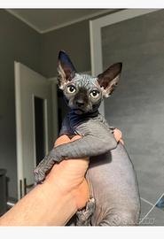 Gattina 3 mesi Sphynx