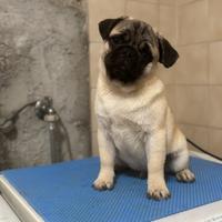 Ultimo cucciolo di carlino maschio