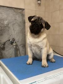 Ultimo cucciolo di carlino maschio