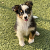 Pastore australiano con pedigree ENCI