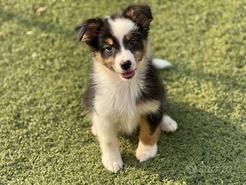 Pastore australiano con pedigree ENCI