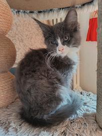 Cucciola di MaineCoon