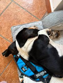 Basset Hound maschio 2 mesi