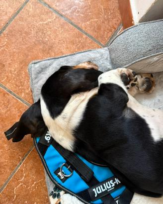 Basset Hound maschio 2 mesi