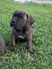 Cane corso