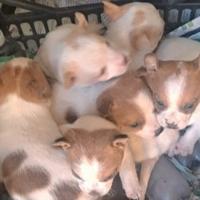 6 bellissime cucciole di Jack rassel