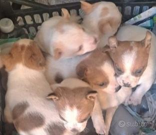 6 bellissime cucciole di Jack rassel