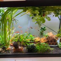 piante acquario