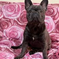 Bulldog francese blu(MONTA)