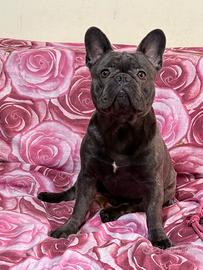 Bulldog francese blu(MONTA)