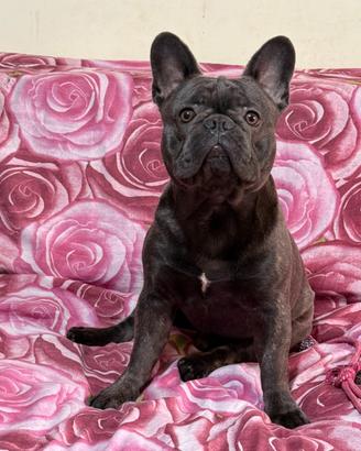 Bulldog francese blu(MONTA)