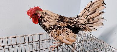 Gallo Ornamentale Sebright