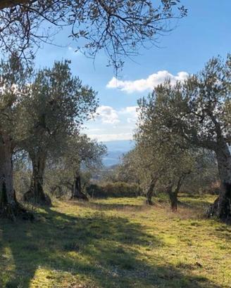 Olivetto Ittiri